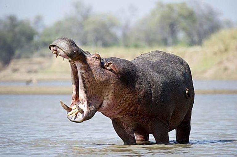 La réserve de biosphère de la Mare aux Hippopotames de Bala, un site à découvrir