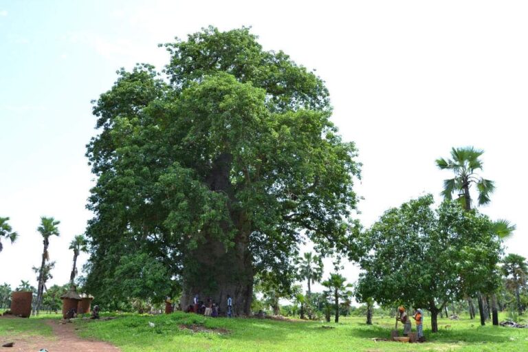 Promotion du Tourisme : à la découverte du « Baobab sacré de Toumousseni »