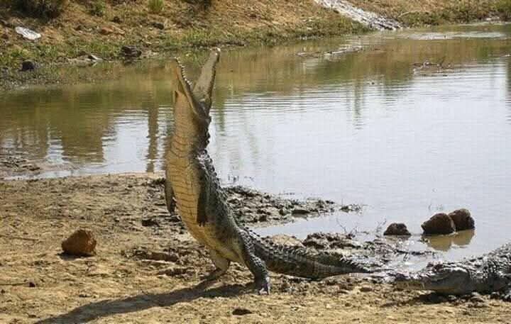 Sabou, entre foi ancestrale et attraction touristique : le pacte sacré des crocodiles