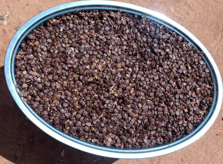 Le zamné, trésor culinaire du Faso issu de l’Acacia sauvage