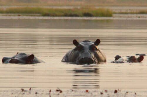 La mare aux hippopotames de Bala : un trésor écologique au cœur de la biosphère