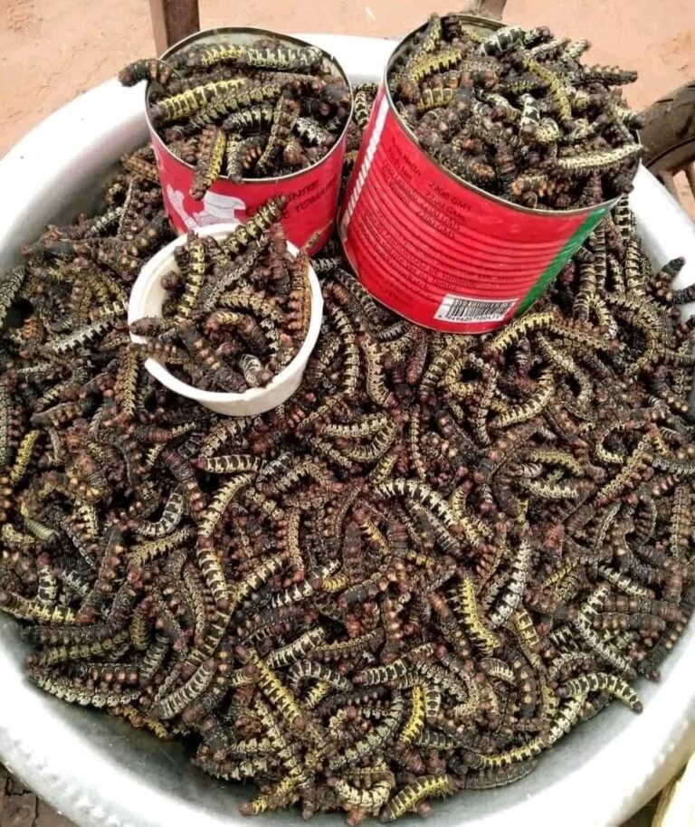 Le chitoumou, patrimoine culinaire vivant de Bobo-Dioulasso
